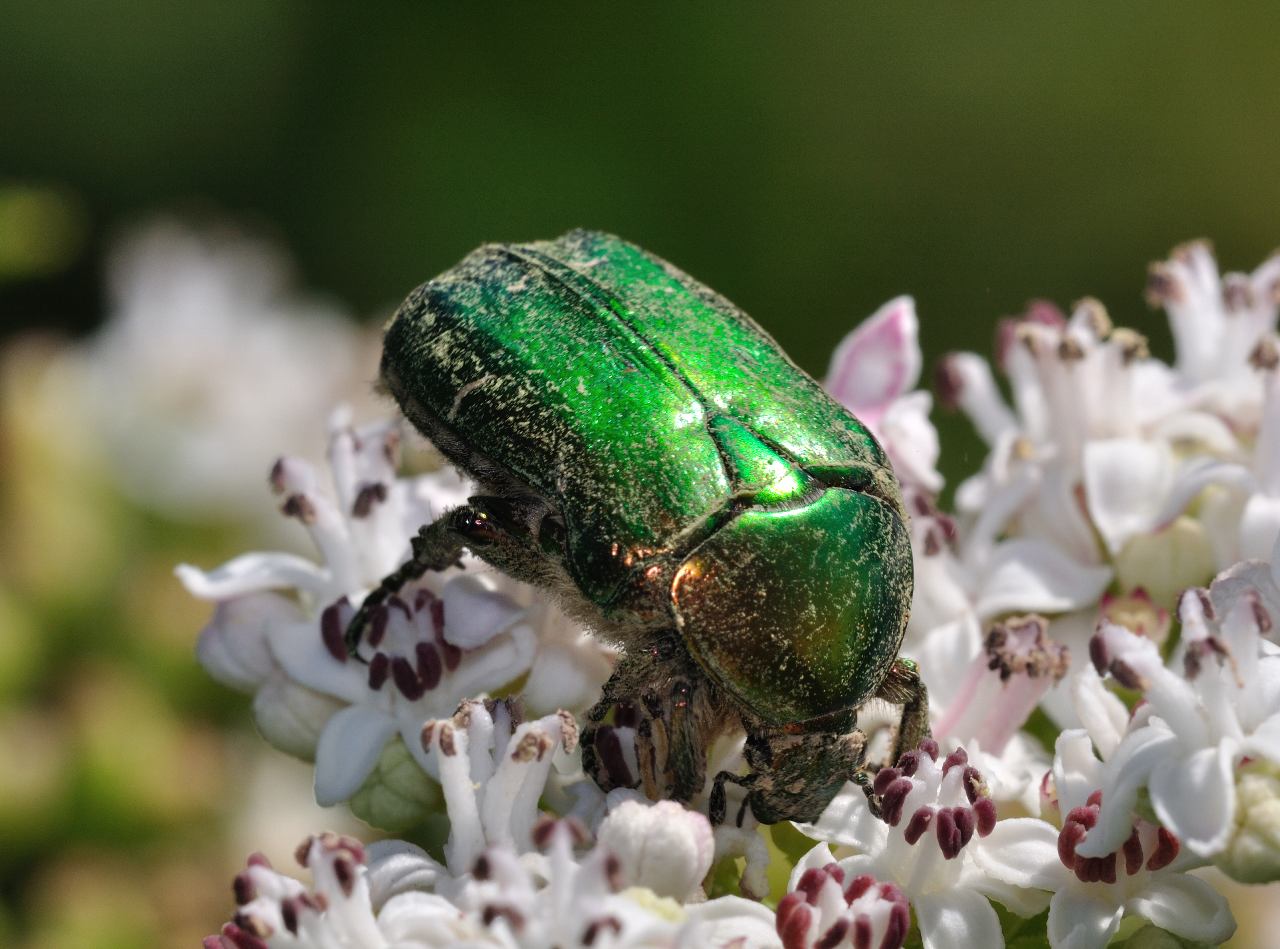 Conferma per Cetonia aurata